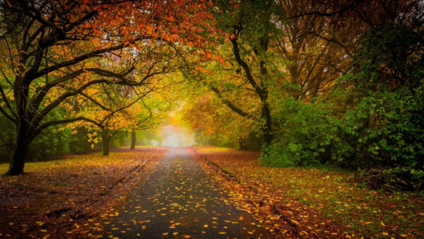 Wallpaper Bright, Sky, Green, Daytime, Mobile, Trees, Road, Nature, Between, Yellow, Desktop, During, Under