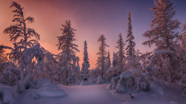 Wallpaper Forest, Desktop, During, Covered, Spruce, Trees, Winter, Snow, Sunset