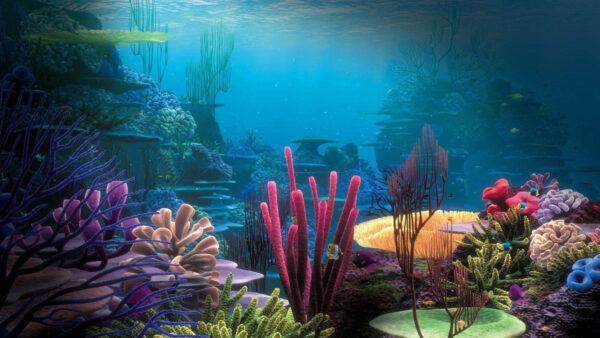Wallpaper Oceans, Underwater, Nature, Reefs, Coral