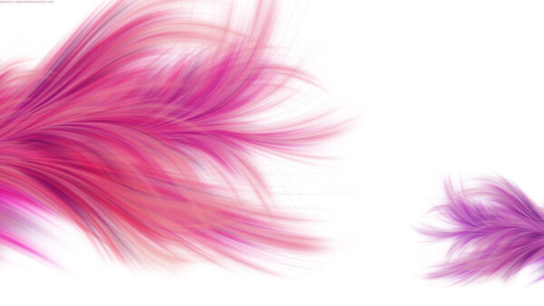 Wallpaper Purple, Background, Feathers, Pink, White, Abstract