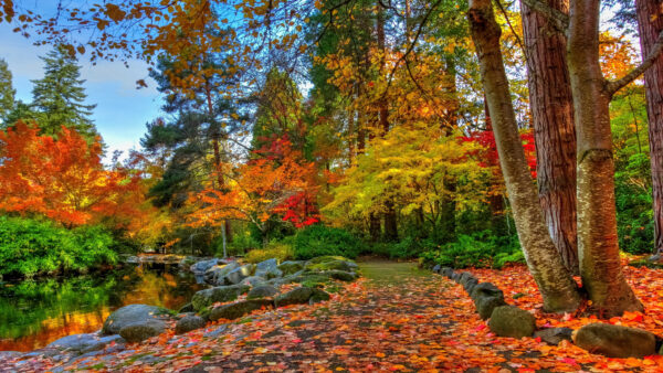 Wallpaper Trees, Dry, Autumn, With, Path, Forest, Lake, Nature, Leaves, Between, And, Mobile, Desktop, Colorful