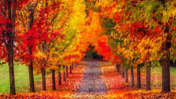 Wallpaper Nature, Autumn, Leaves, Trees, Colorful, Path, Desktop, Between