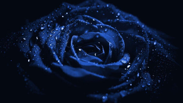 Wallpaper Desktop, Rose, Water, Drops, With, Blue, Dark