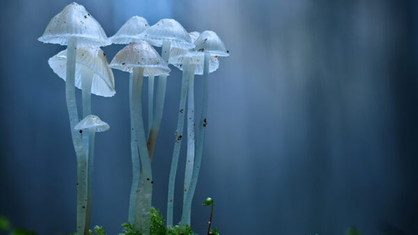 Wallpaper View, White, Blur, Desktop, Mobile, Mushroom, Nature, Blue, Closeup, Background