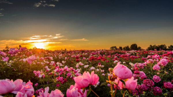 Wallpaper Light, With, During, Nature, Pink, Desktop, Rose, Dark, Leaves, Field, Sunset