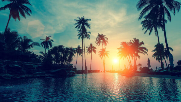 Wallpaper Above, Tree, Palm, Water, Trees, Between, Body, Sunrays