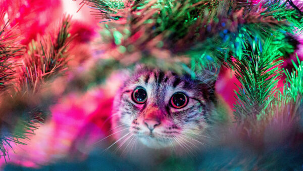 Wallpaper Cats, Light, Desktop, Sitting, Cat, Decorated, Christmas, Under, Tree