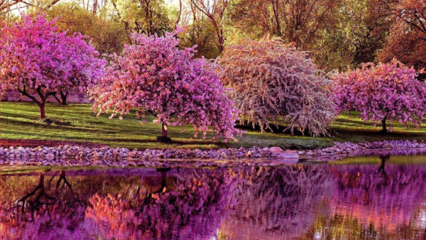 Wallpaper Covered, Trees, Body, Water, Spring, With, Pink, Desktop, Blossom, Reflection, Flowers, Background