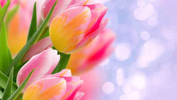 Wallpaper With, Background, Tulip, Desktop, Pink, Purple, And, Yellow, Light