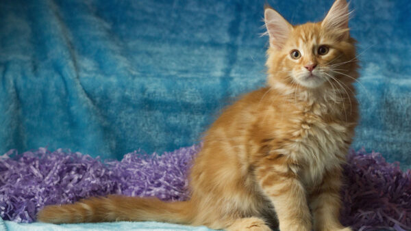 Wallpaper Background, Desktop, With, Brown, Animals, Light, Blue, Cat