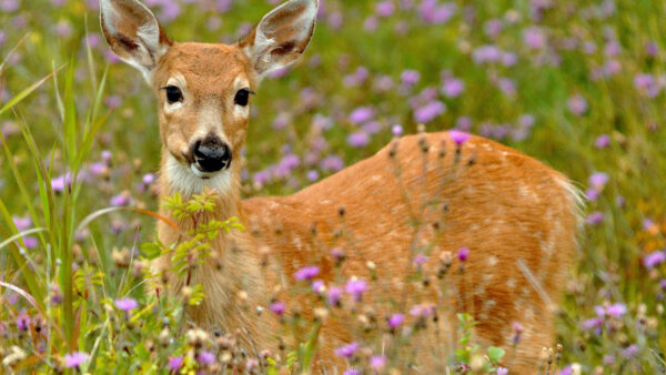 Wallpaper Deer, Awesome, And, Plants, Around, Purple, Flowers, Green