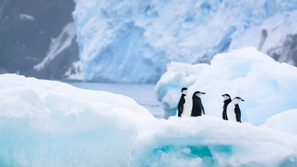 Wallpaper Birds, During, Desktop, Penguins, Winter, Ice