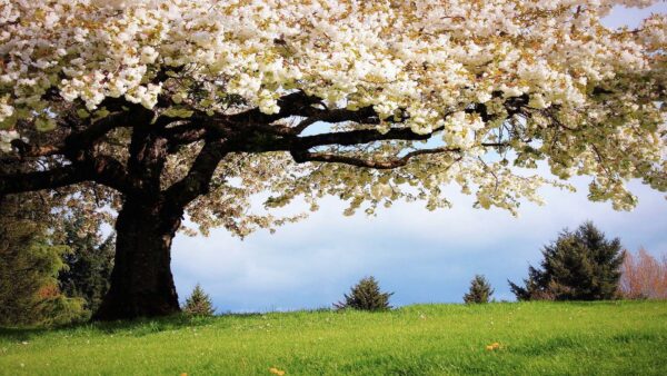 Wallpaper Flowers, Blossom, Spring, Desktop, Trees, White