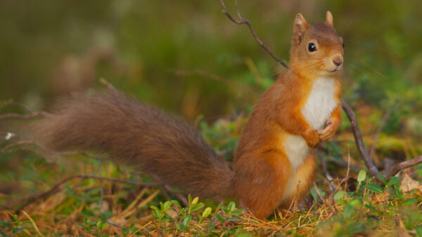 Wallpaper With, And, Eyes, Brown, Black, Shallow, White, Desktop, Squirrel, Background