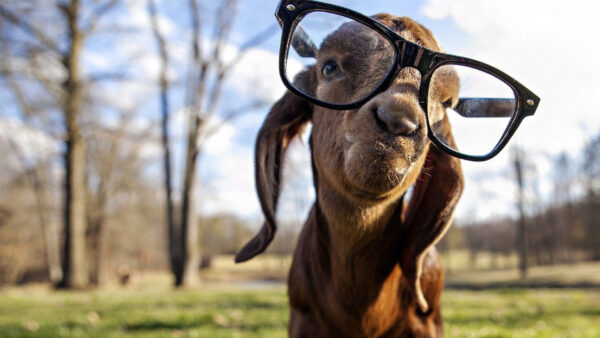 Wallpaper Animal, Background, Expression, Donkey, Glasses, Face, Funny