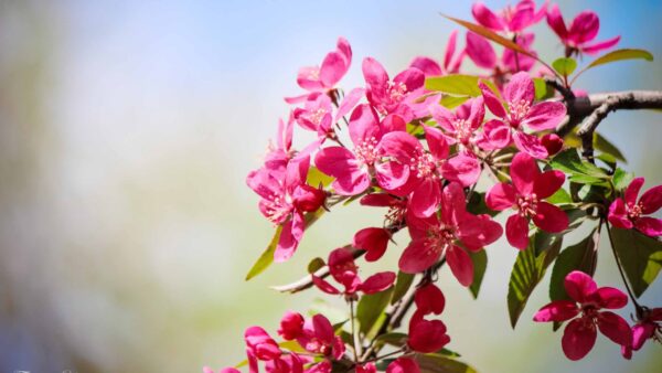 Wallpaper Spring, Flowers, Branches, Pink, Desktop