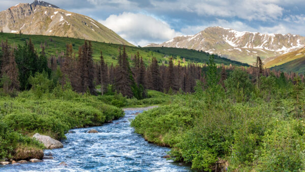 Wallpaper Spruce, Bushes, Mobile, River, Background, Desktop, Slope, Between, Water, Stream, Trees, Green, Mountains, Nature