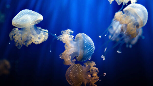 Wallpaper Jellyfishes, Blue, Animals, Water, Under, Desktop, Sea
