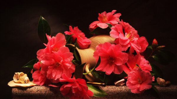 Wallpaper Shell, Camellia, Pitcher, Flowers