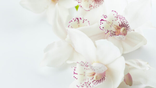 Wallpaper Orchid, Purple, And, White, Floral, Flowers