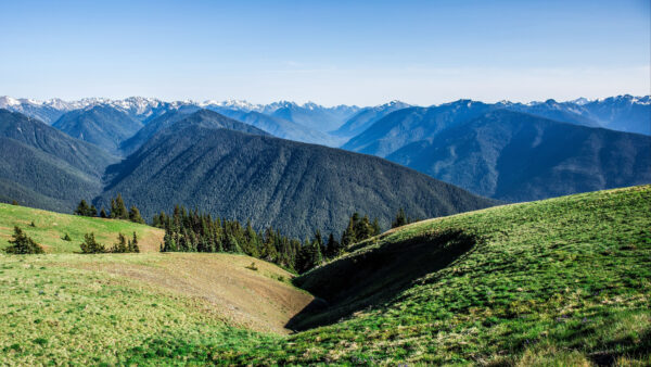 Wallpaper Nature, Green, Slope, Grass, Pine, Field, Trees, Mountains