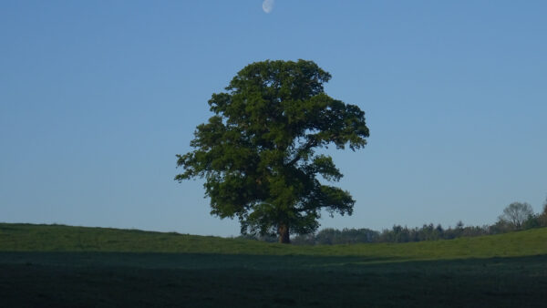 Wallpaper Tree, Blue, Desktop, Field, Background, Nature, Grass, Sky, Mobile