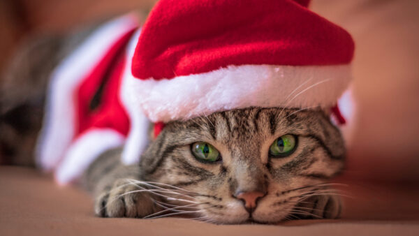 Wallpaper Claus, Wearing, With, Cat, Animals, Santa, Eyes, Desktop, Green, Hat