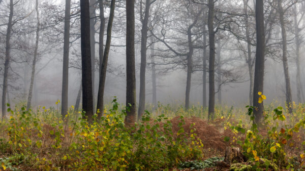 Wallpaper Covered, Green, Forest, Desktop, Nature, Fog, Plants, Mobile, Bushes, Background