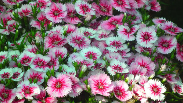 Wallpaper Dianthus, Desktop, Pink, Mobile, Bud, Flowers, Beautiful, White