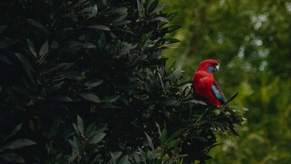 Wallpaper Leaves, Tree, Bird, Parrot, Red, Branch, Birds