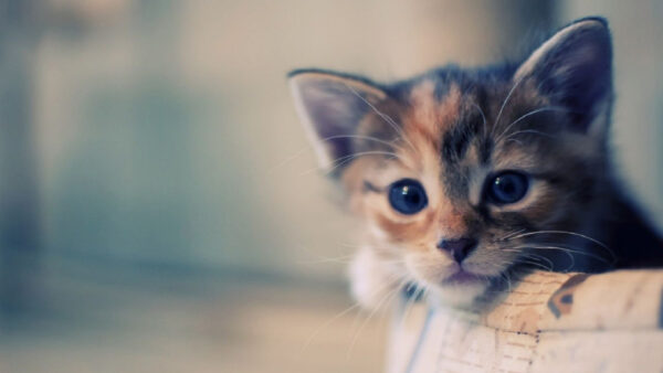 Wallpaper Cat, Cute, Kitten, Eyes, Chair, Blue