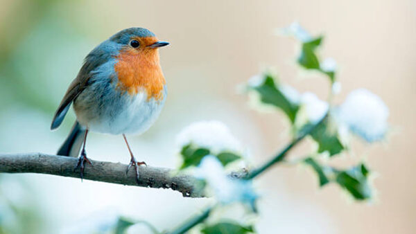Wallpaper Birds, Standing, Blur, Tree, Colorful, Robin, Color, Branch, Background, Vibrant, Bird
