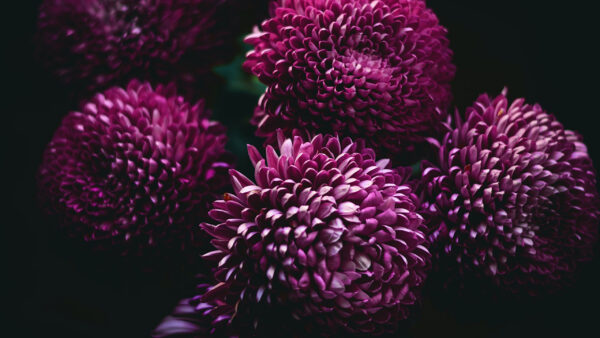 Wallpaper Flowers, Dahlias, Background, Black, Purple