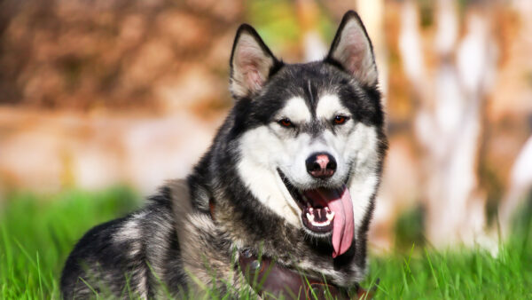 Wallpaper Tongue, Green, Grass, White, Black, Sitting, Dog, Out, With