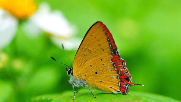 Wallpaper Leaf, Yellow, Beautiful, Green, Background, Red, Butterfly