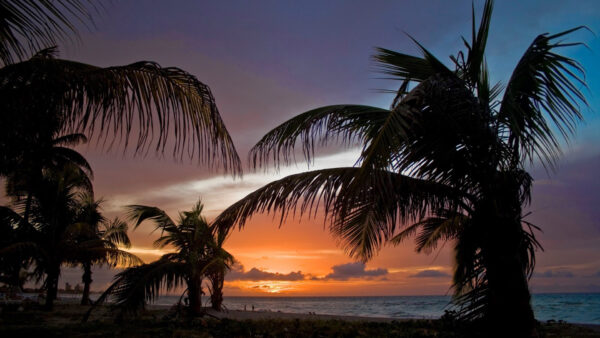 Wallpaper Under, Beach, Sand, Black, Palm, Sky, Dark, Trees, Cloudy