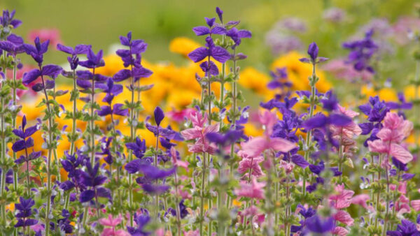 Wallpaper Flowers, And, Spring, Field, Desktop, Purple, Pink