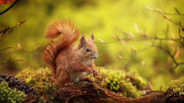 Wallpaper Blur, Background, Standing, Green, Trunk, Fur, Brown, Tree, Squirrel