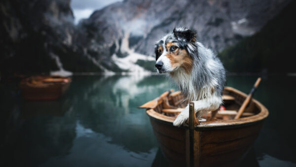 Wallpaper Mountains, Australian, Boat, Dog, Background, Shepherd