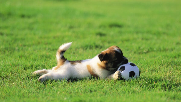 Wallpaper With, Green, Grass, Dog, Playing, Football