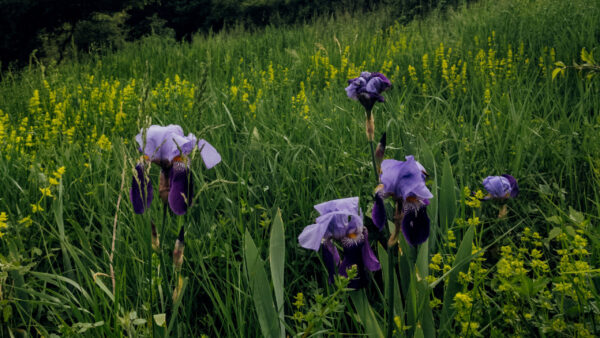 Wallpaper Green, Purple, Field, Plants, Grass, Irises, Flowers