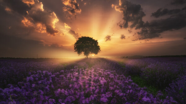 Wallpaper Tree, White, Lavender, Clouds, And, Sky, During, Under, Field, Black, Sunset, Flowers