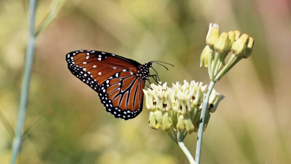 Wallpaper Butterfly, Dots, Plant, Black, White, Green, Brown, Blur, Desktop, Background