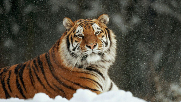 Wallpaper Tiger, Background, Snow, Sitting, Falling