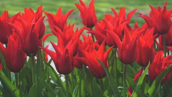 Wallpaper Leaves, Blur, Flowers, Background, Red, Green