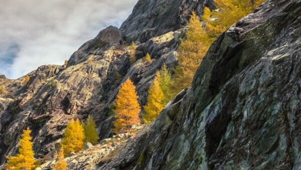 Wallpaper White, Background, Green, Trees, Yellow, Leaves, Sky, Nature, Rocks