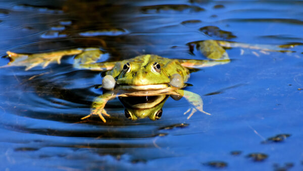 Wallpaper Frog, Background, Water, Funny, Floating