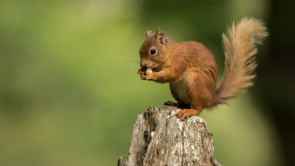 Wallpaper Fur, Tree, Standing, Squirrel, Trunk, Background, Brown, Green