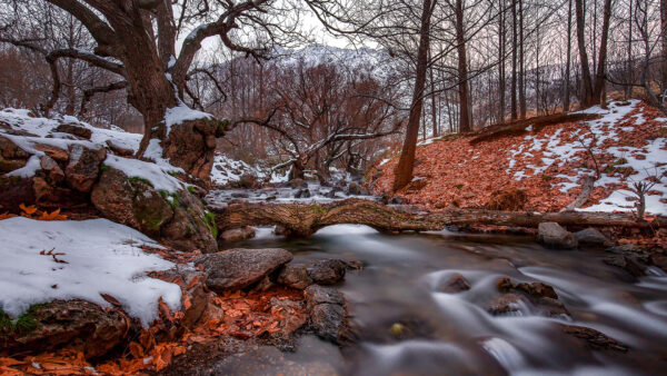 Wallpaper Snow, Background, Autumn, Forest, Water, Dry, Winter, Covered, Leaves, Stream