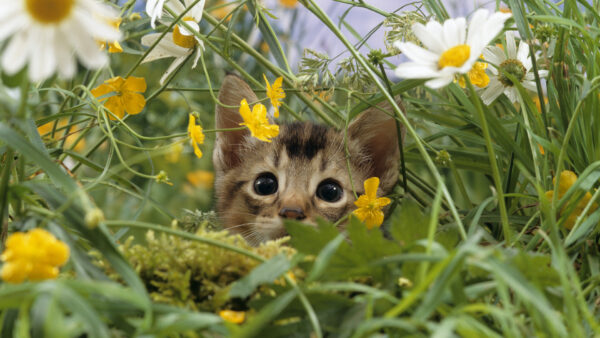 Wallpaper Cat, Inside, Flowers, Black, Brown, Green, White, Cute, Eyes, Plants, Leaves, Kitten